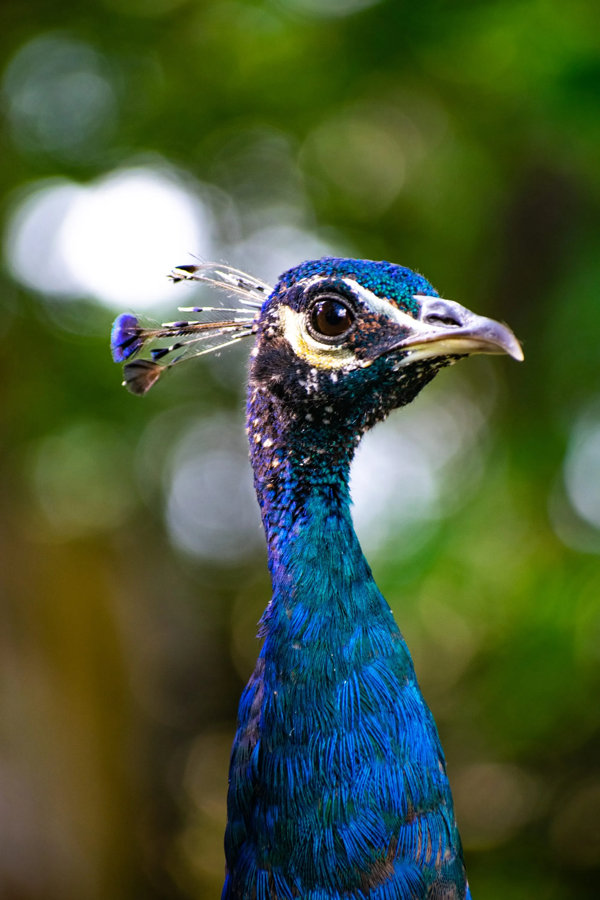 The head and neck of a peacock in sharp detail, iridescent blue against a dark background.