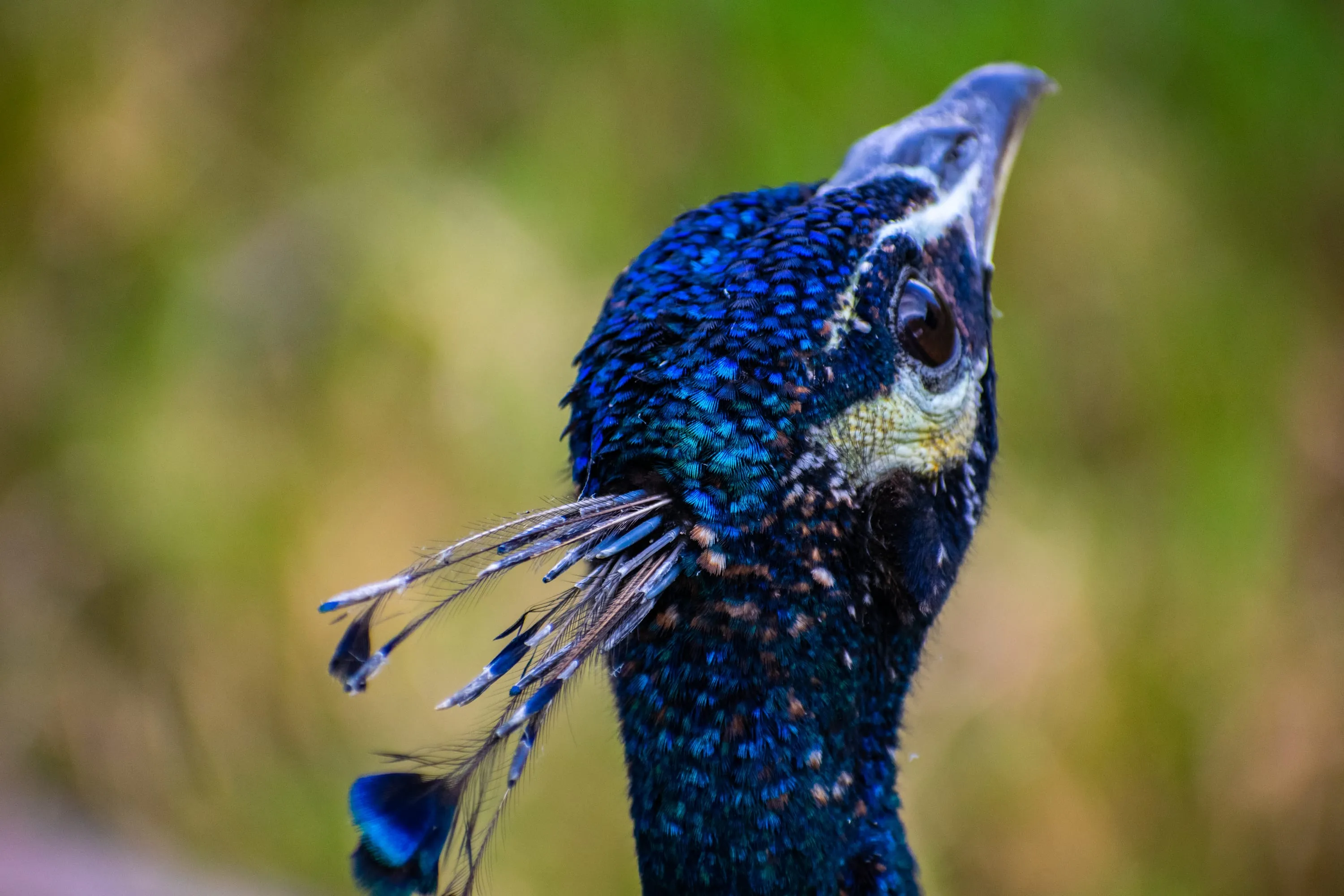 A peacock head in close-up, crest feathers raised, beak open mid-call.