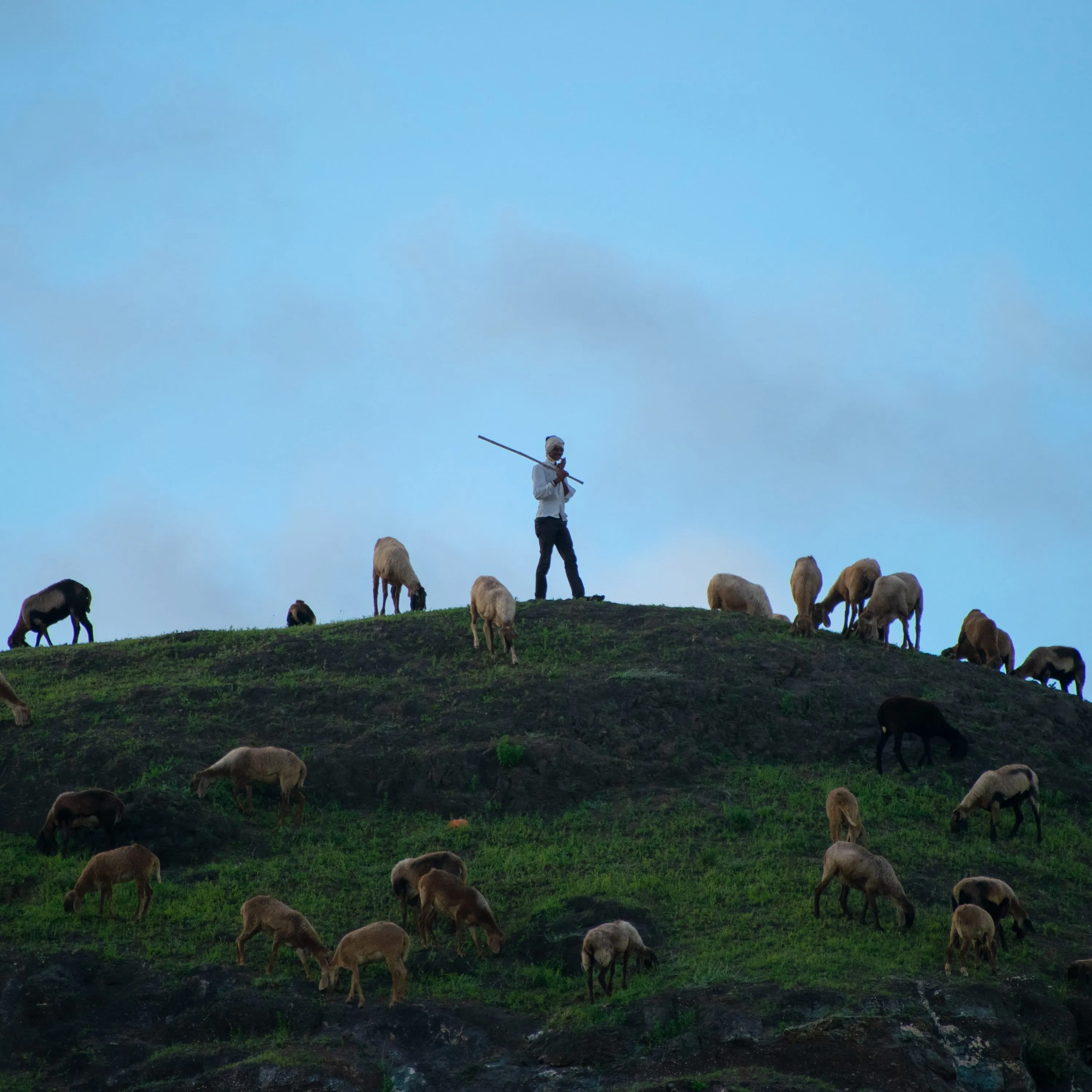 A shepherd standing on a grassy hilltop against open sky, staff across the shoulders, goats grazing around.