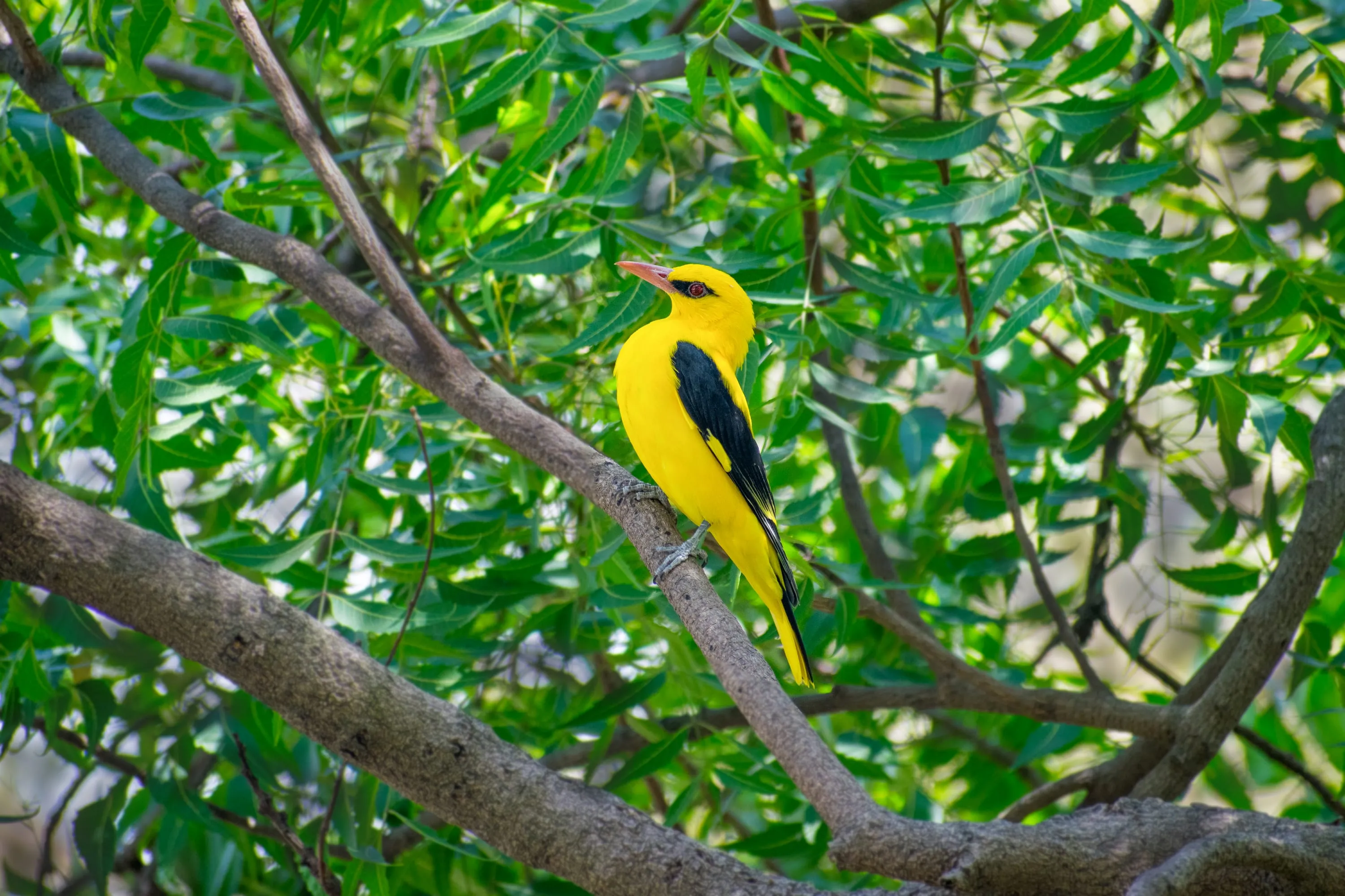 An Indian golden oriole, bright yellow with black wings, perched among green leaves.
