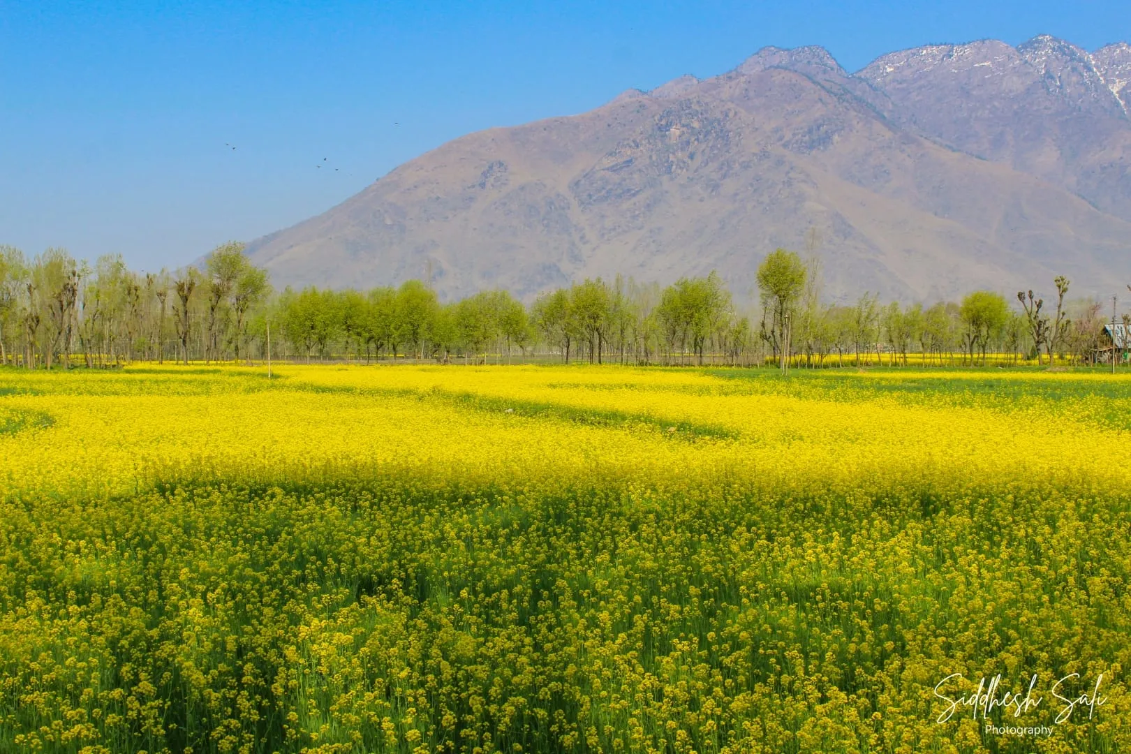A field of yellow mustard flowers running to a line of poplars, with a bare mountain beyond.