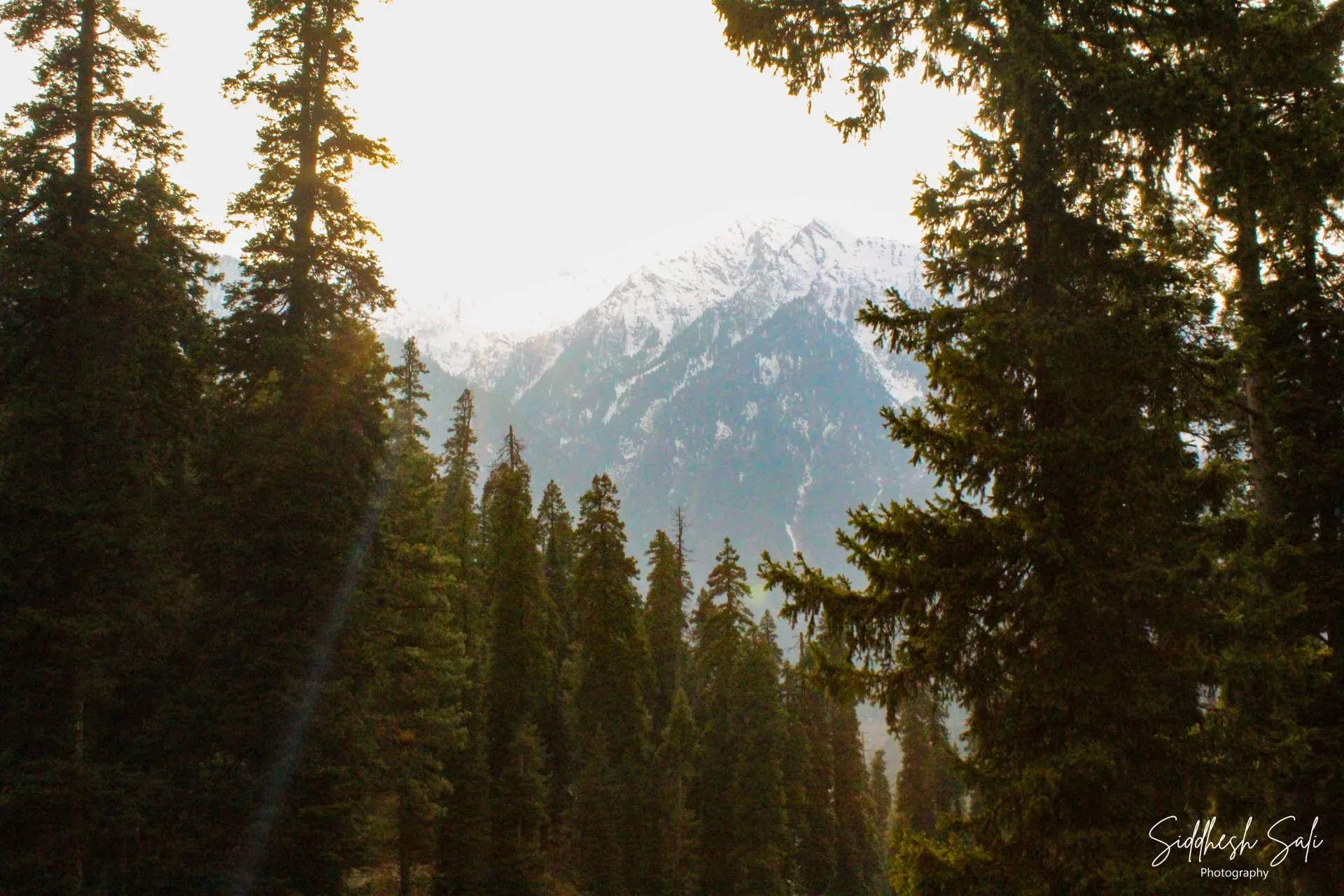 Tall conifers in the foreground with a snow-covered peak showing through the gap between them.