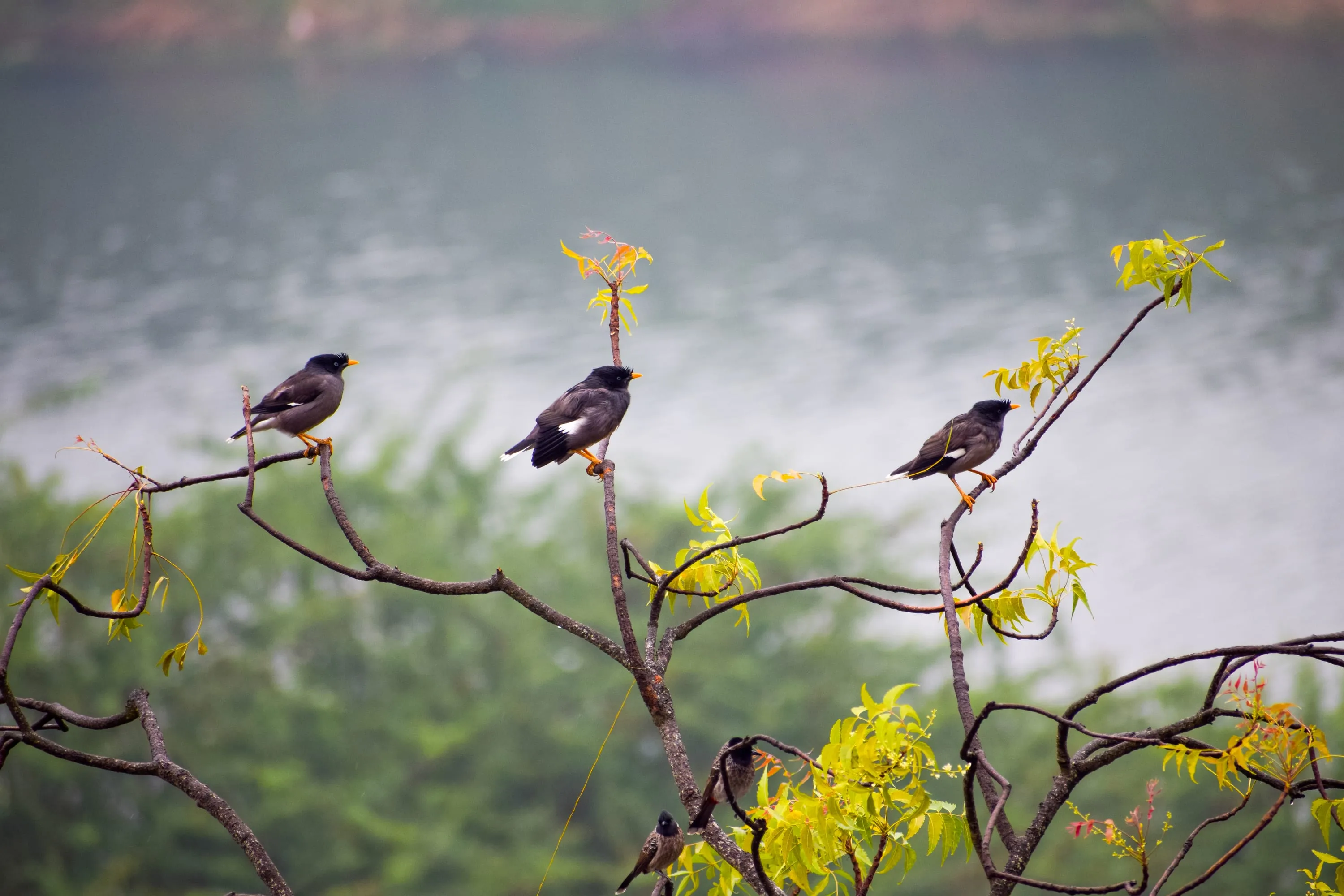 Four mynas spaced along the bare branches of a flowering tree, water behind them.