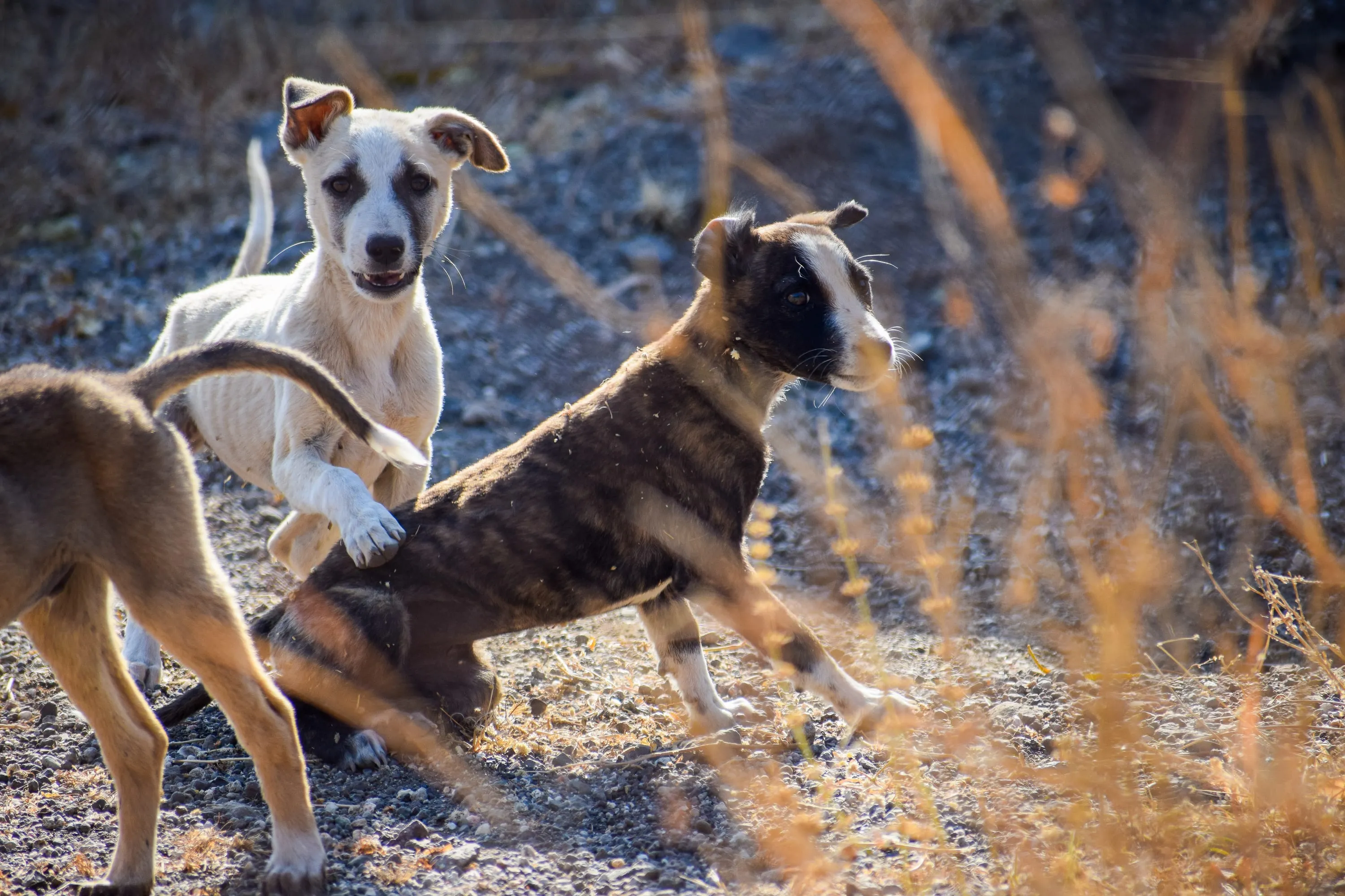 Two street dogs standing alert on stony ground, seen through dry golden grass in the foreground.
