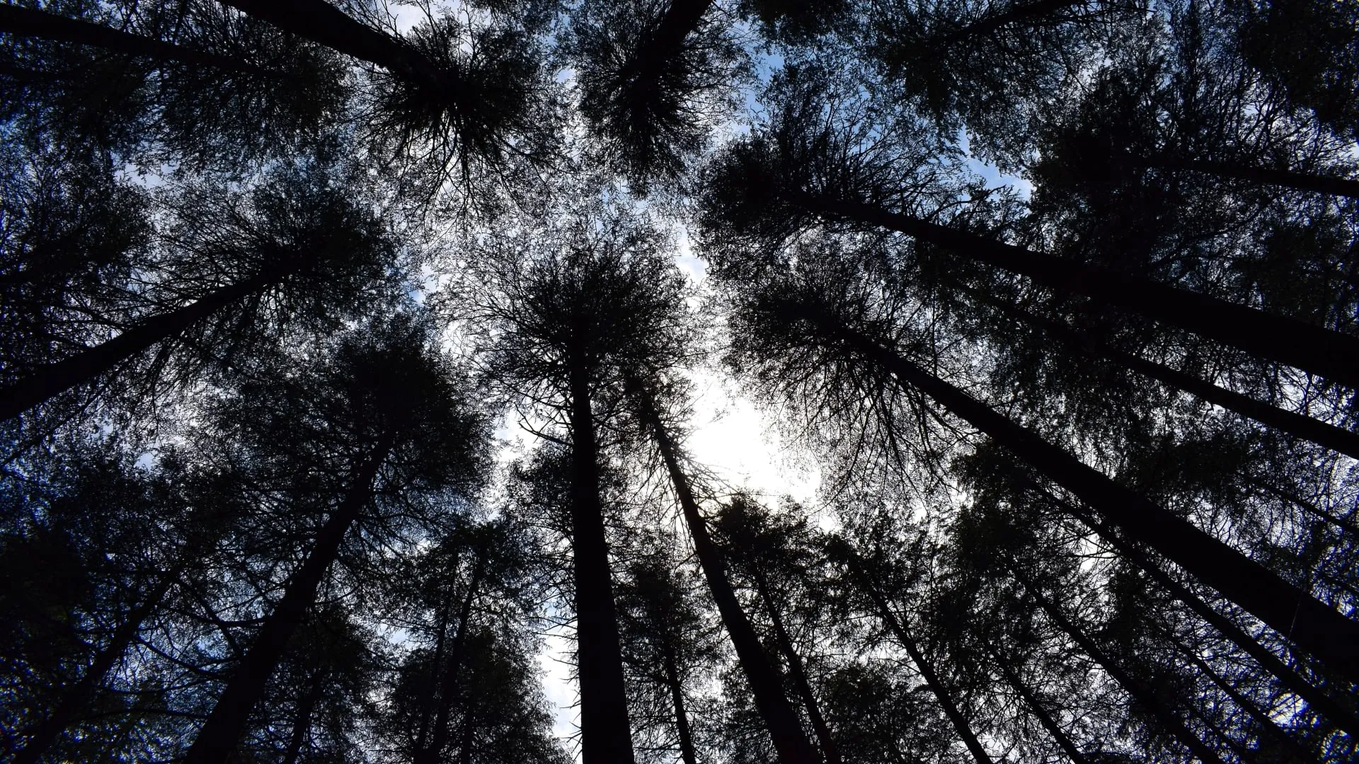 Looking straight up the trunks of bare conifers converging towards a pale winter sky.
