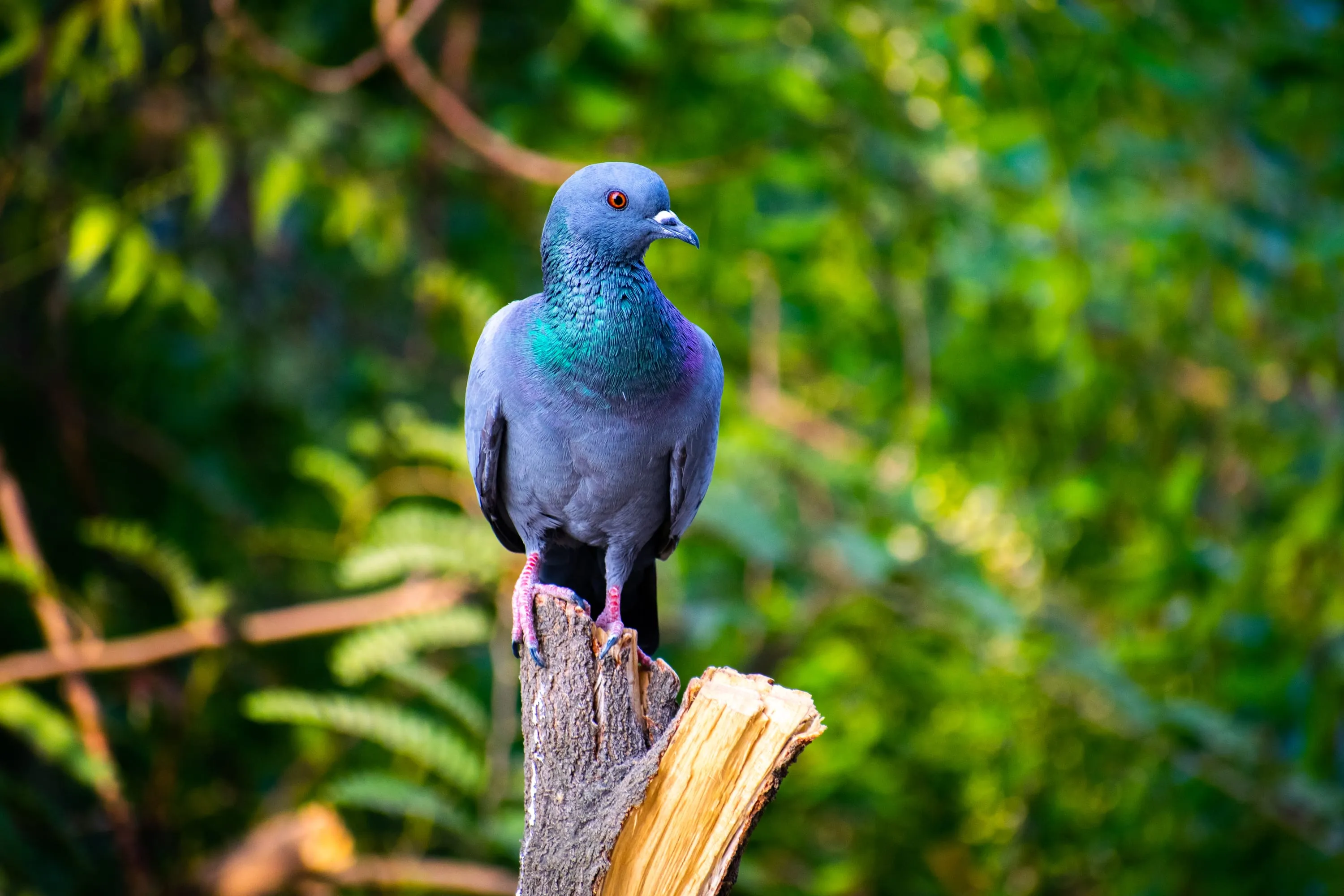 A blue rock pigeon standing on a broken stump, its neck feathers green and violet in the light.