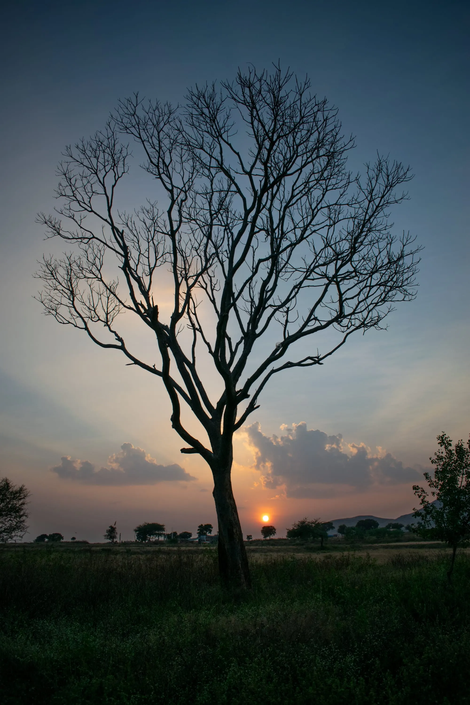 A bare tree in an open field at dusk, its branches spread against a pale banded sky.