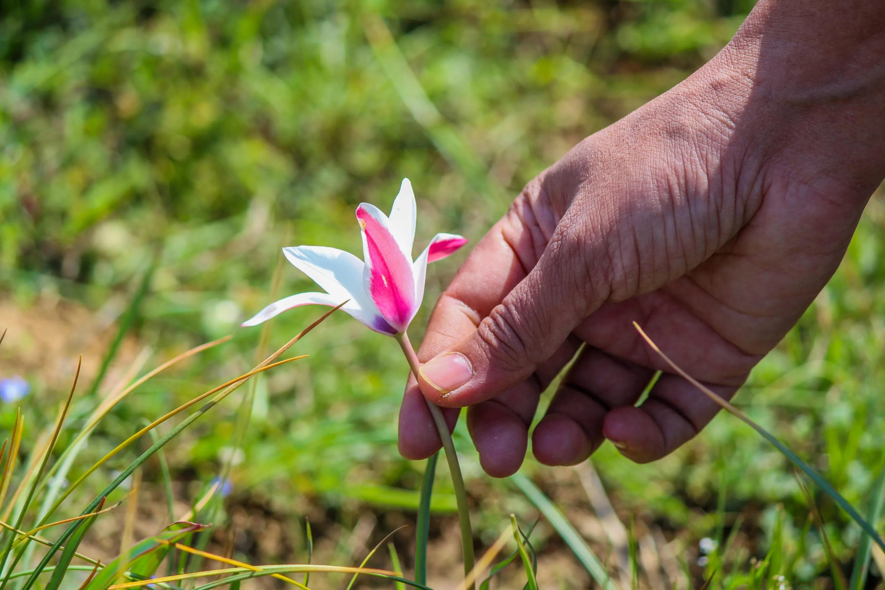A hand reaching into the frame to hold a single white and pink tulip growing in rough grass.