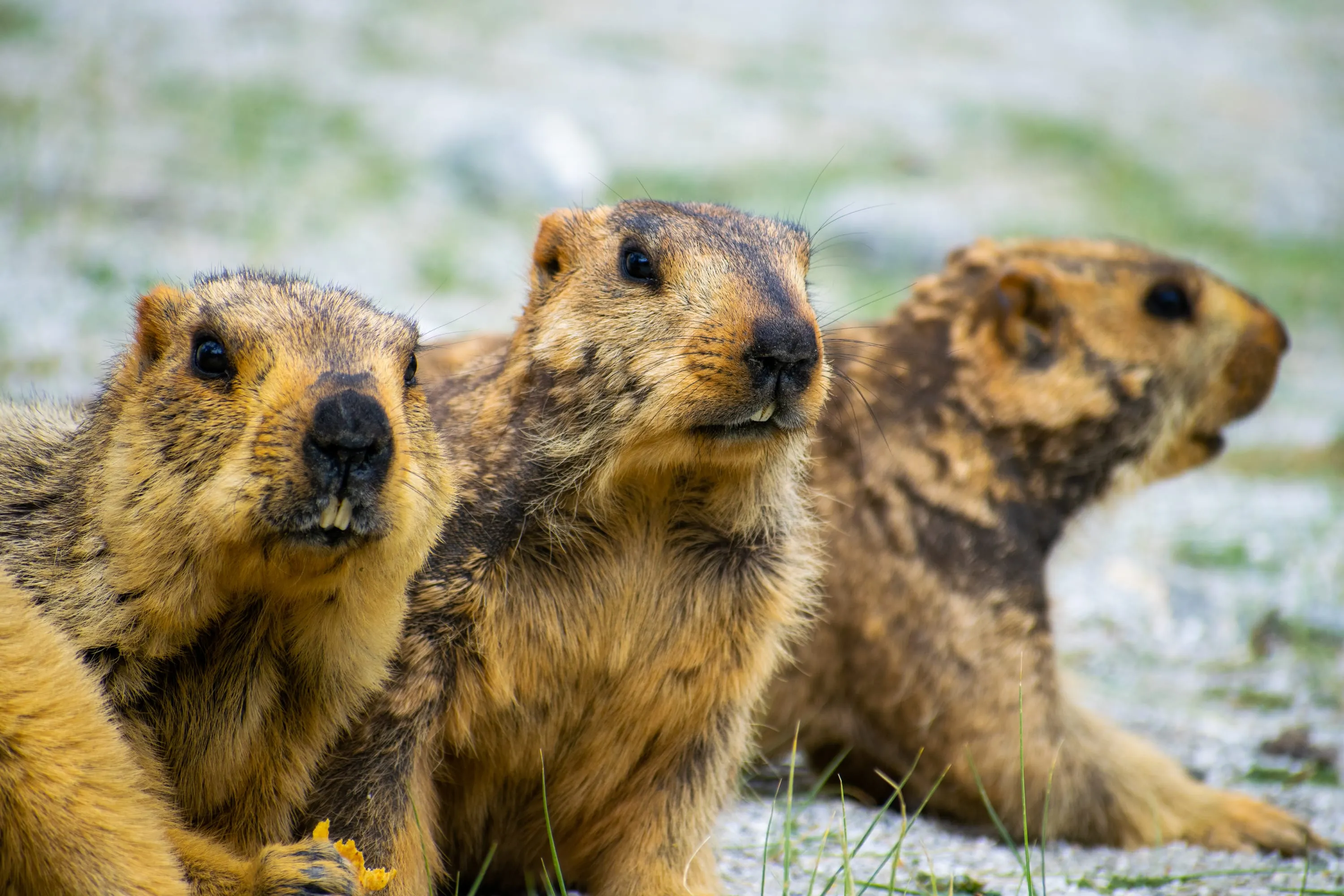 Three marmots huddled together on a grassy bank, all looking in different directions.
