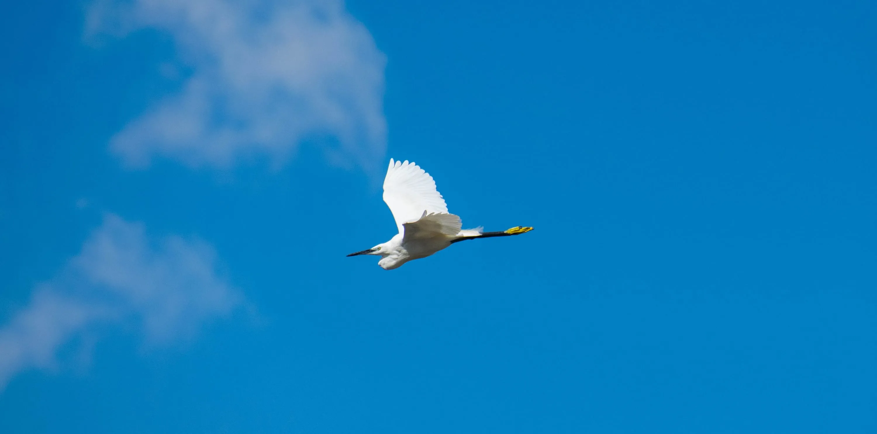 A white egret in level flight, small against an otherwise empty blue sky.