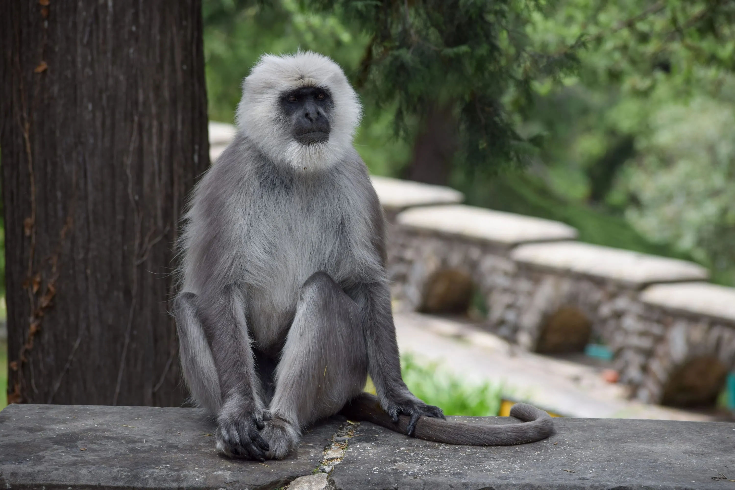 A grey langur sitting upright on a stone wall, tail hanging down, looking away from the camera.