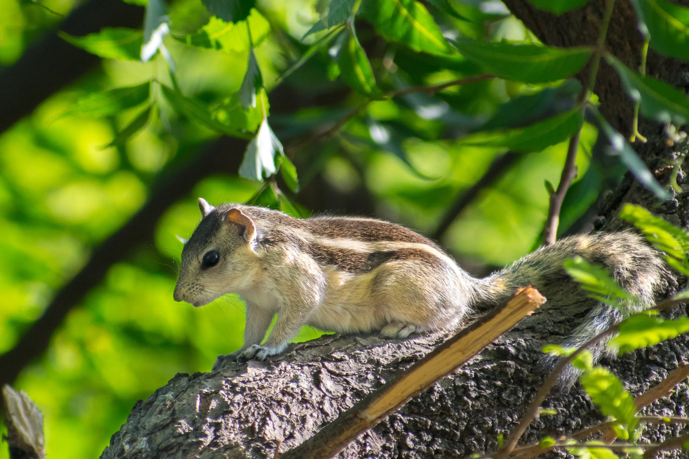 An Indian palm squirrel on a branch, striped back towards the camera, head turned to one side.