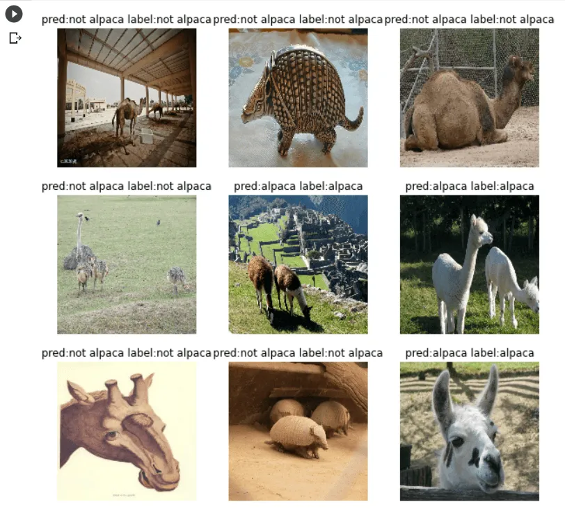 A three-by-three grid of validation images — camels, armadillos, ostriches, llamas and alpacas — each labelled with the model’s prediction and the true label.