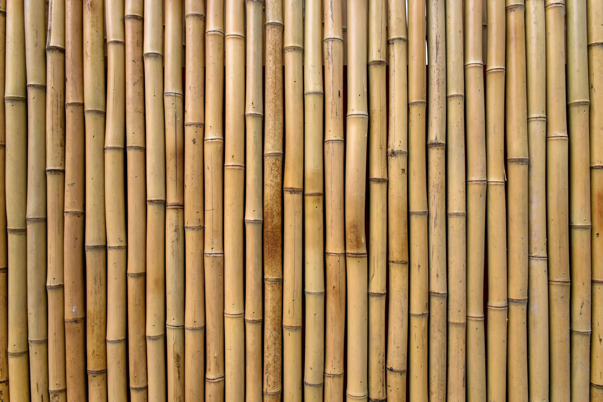 A close photograph of a bamboo fence: dozens of dry vertical canes, pale yellow and brown, with dark nodes across them.