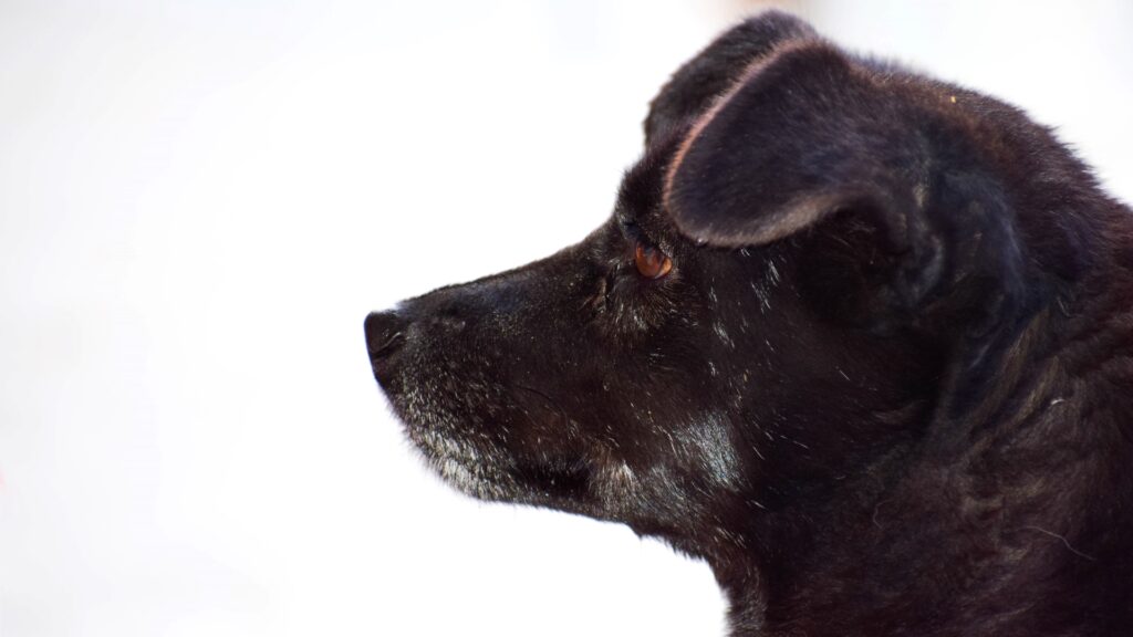 Siddhesh Sali Photography: Kashmiri Snow Dog