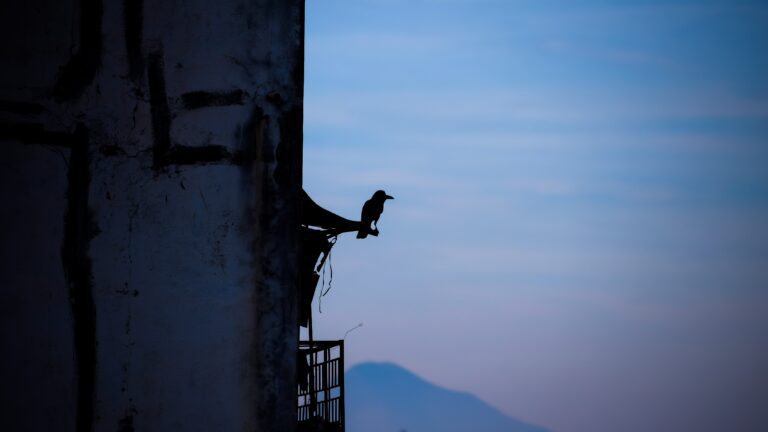 A silhouette of Crow on a window shed