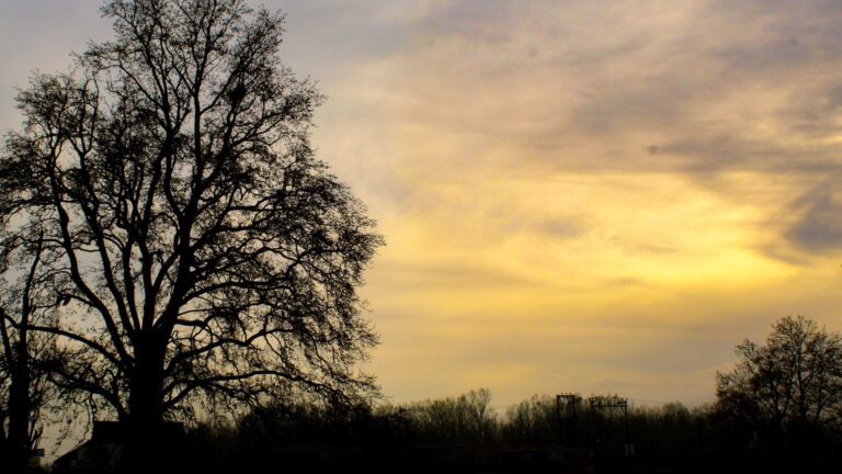 Cloudy Sunset and a tree in Kashmir