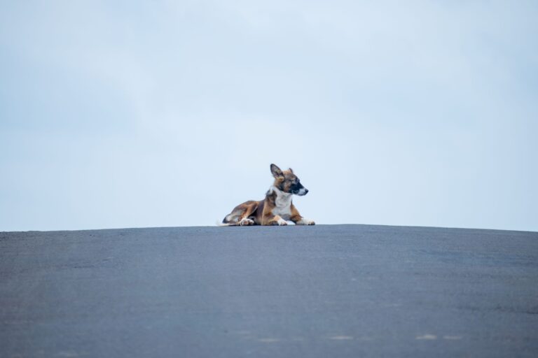 Dog Sitting in the middle of a road